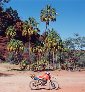 palm.jpg (83489 �o�C�g)